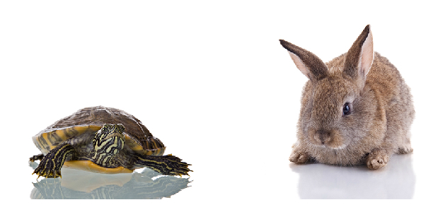 Bigstock Bunny And Turtle Resized