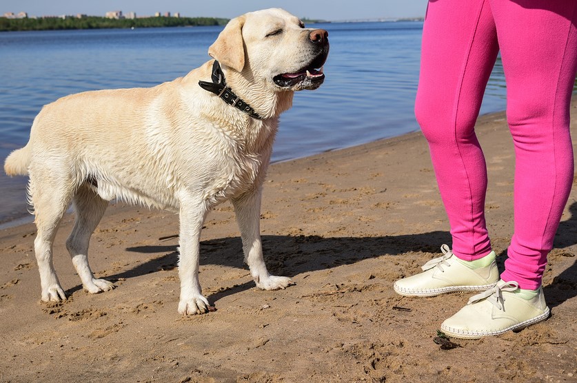 Woman Walking On The Beach With A Dog On A Leash. Rest By Water.