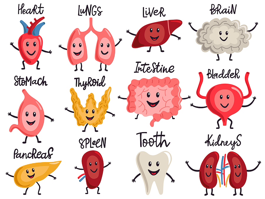 Healthy Body Organs. Internal Human Organs Characters, Biology M