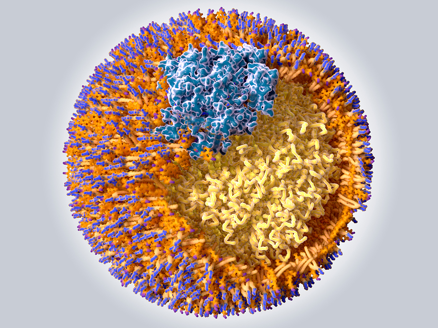 Structure Of A Low Density Lipoprotein Particle